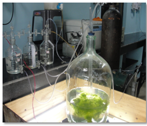 Renewable Energy & Bio TechnologySection